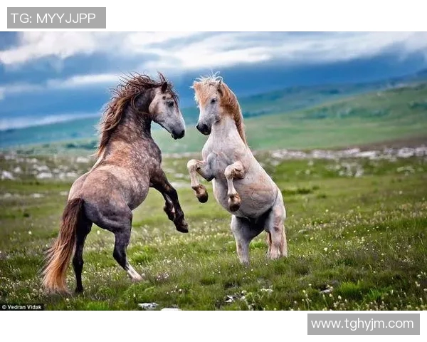 圣米伦主场迎战邓巴顿双方争夺关键三分的激烈较量